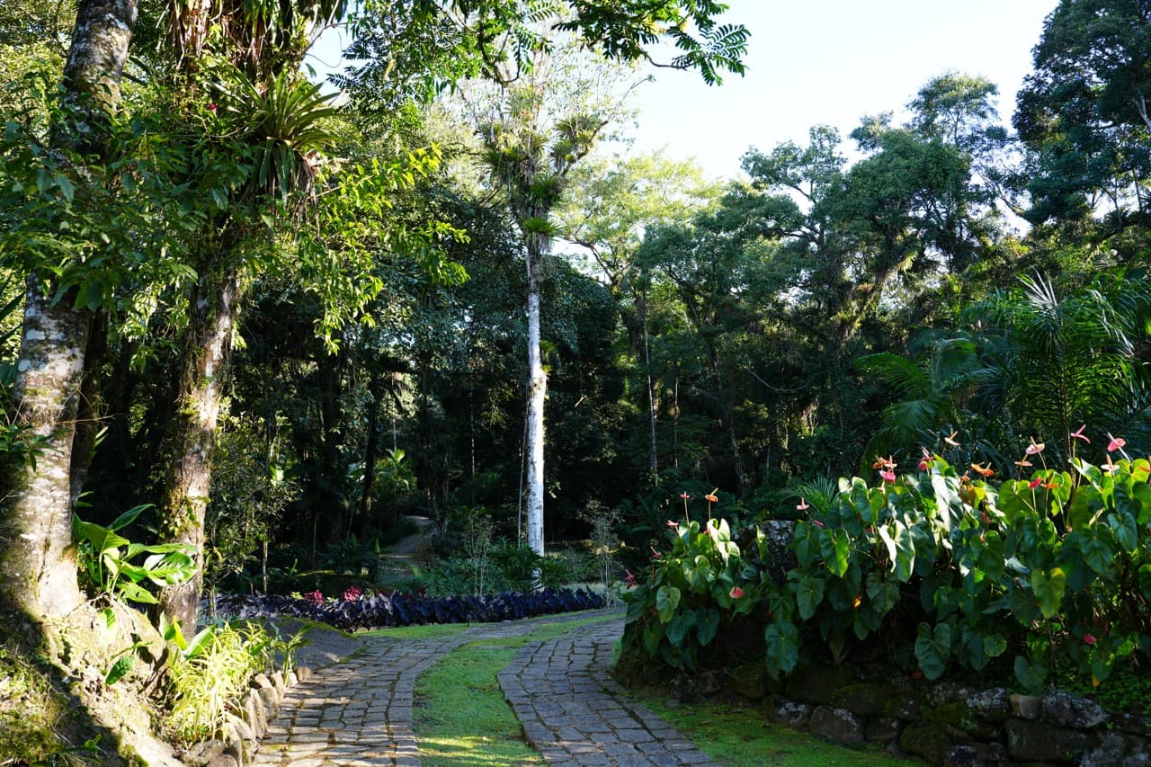 Stone path through the gardens at Nekawa, lined with anthuriums under the forest canopy