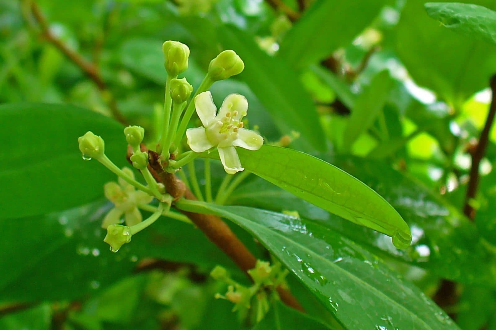 A coca shrub, Erythroxylum coca, in flower, showing pale yellow-white flowers and buds alongside its narrow green leaves