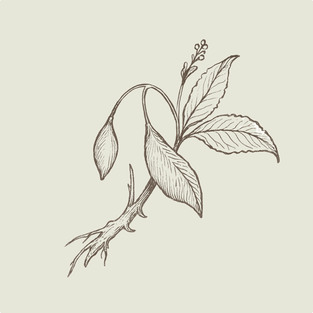 Line drawing of a Tabernanthe iboga cutting with leaves, fruit and root
