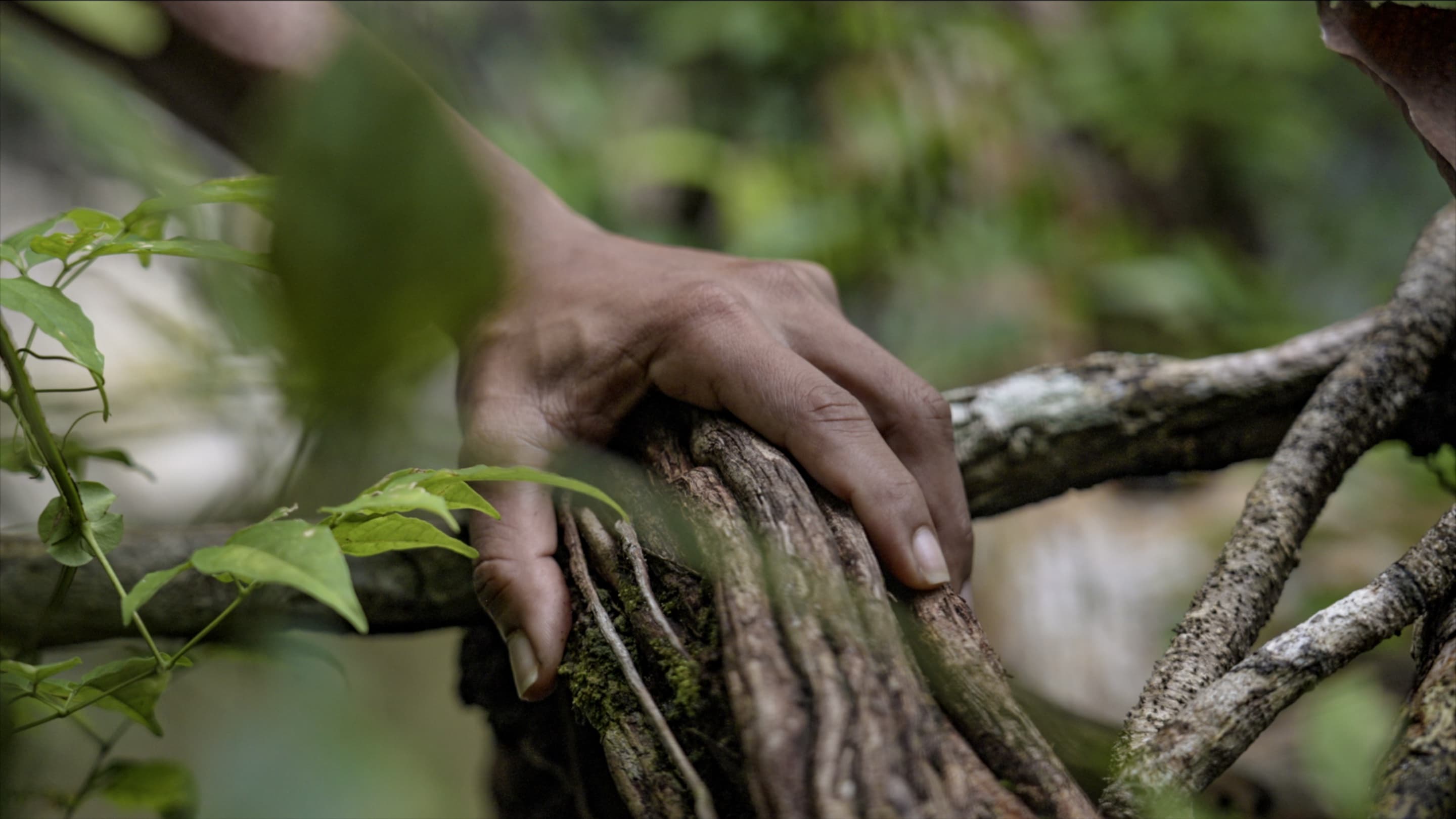 A hand resting on a rainforest branch