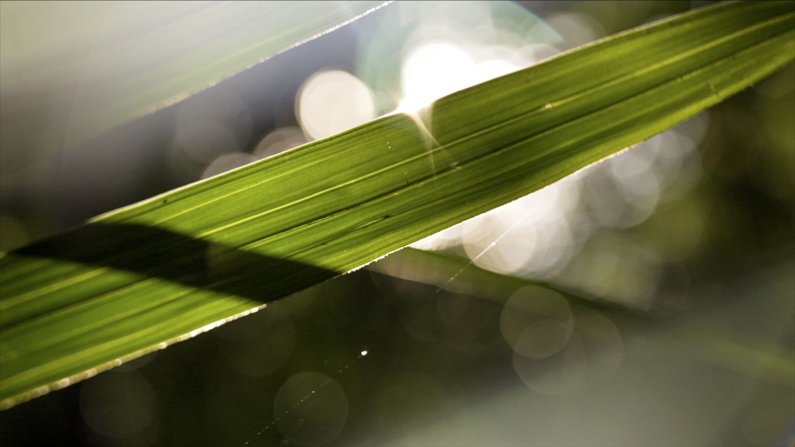 Sunlight glowing through a rainforest leaf