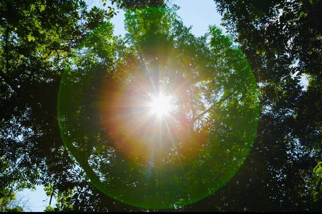 Sunlight falling in focused beams through the rainforest canopy