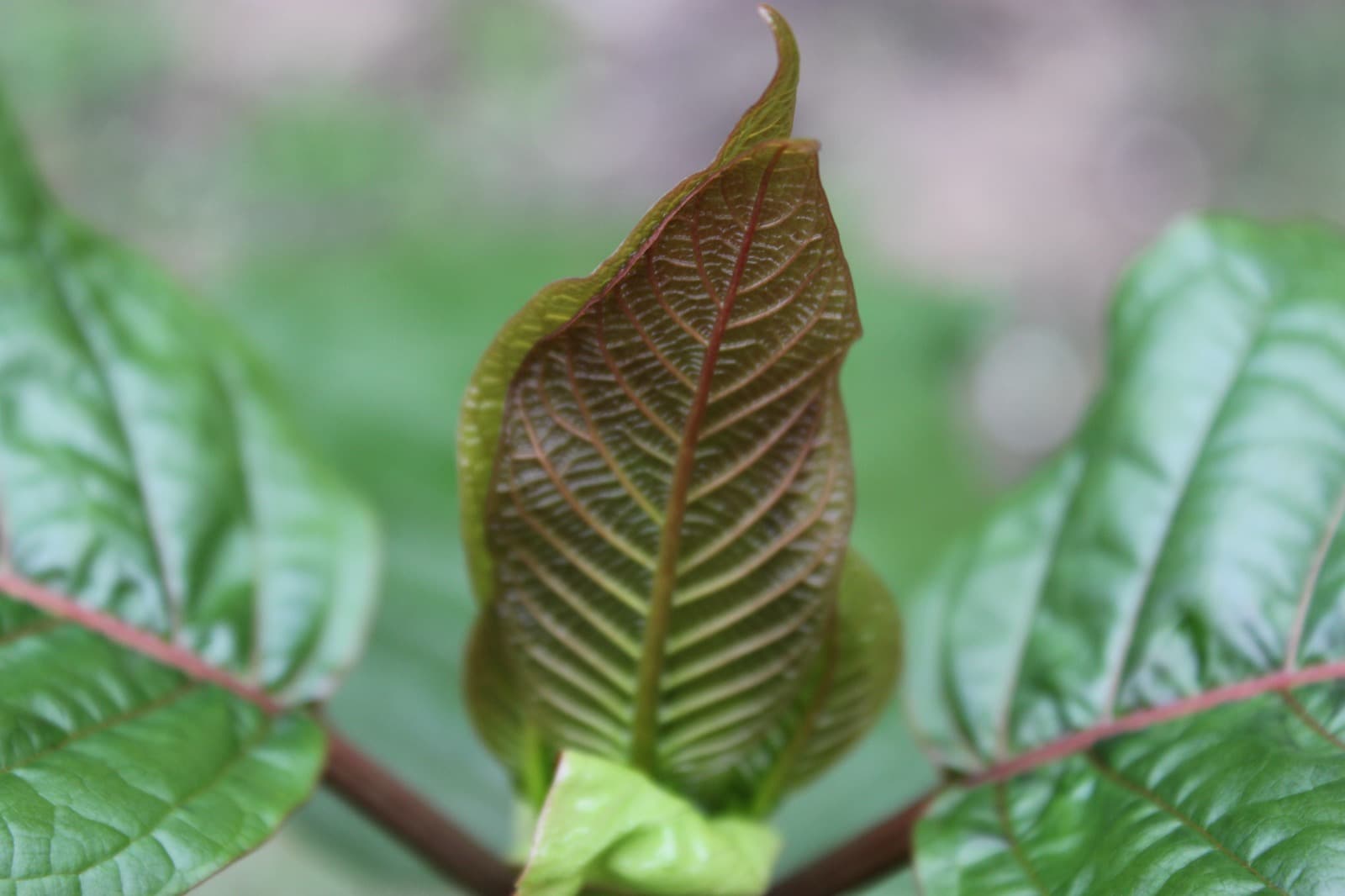 Close-up of a Mitragyna speciosa (kratom) leaf, the plant that naturally contains trace amounts of 7-OH