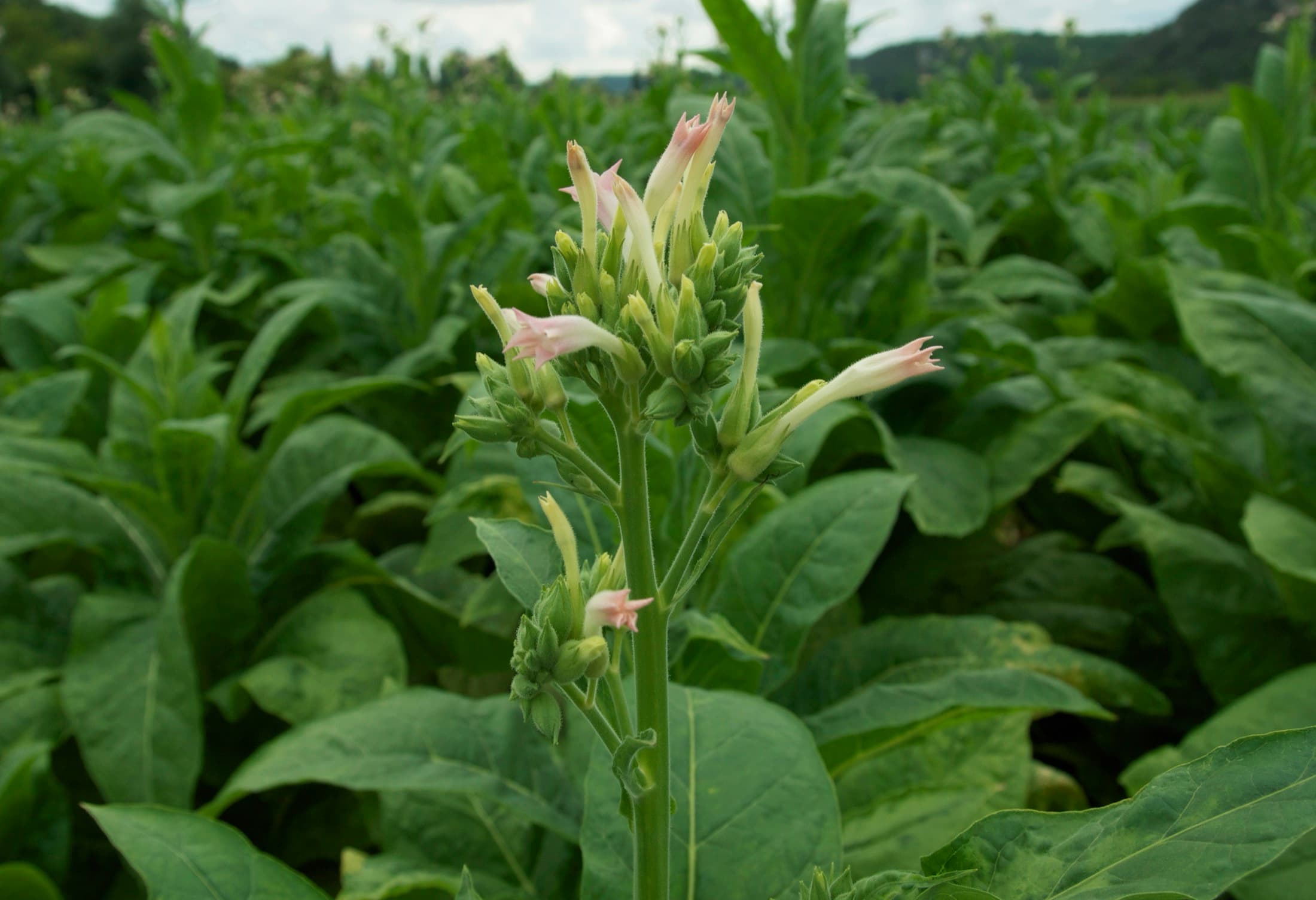 A flowering tobacco plant, Nicotiana tabacum, with pink tubular flowers and buds