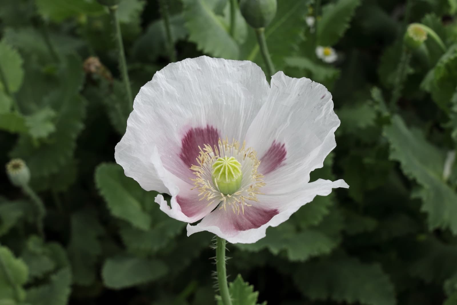 Opium poppy, Papaver somniferum, in flower