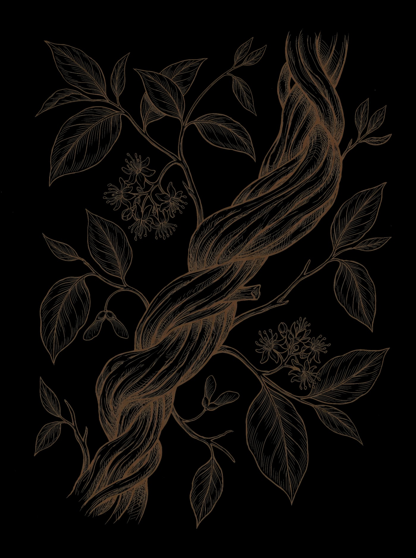 Botanical sketch of the twisted ayahuasca vine, Banisteriopsis caapi