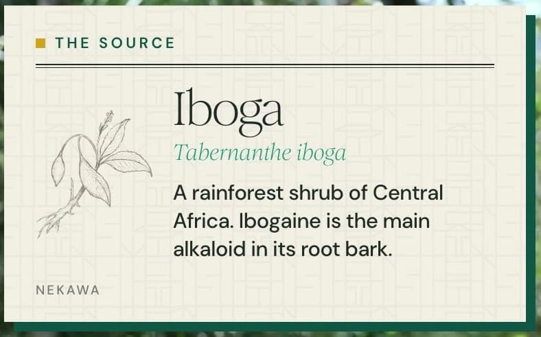 The source: iboga, Tabernanthe iboga, a rainforest shrub of Central Africa; ibogaine is the main alkaloid in its root bark