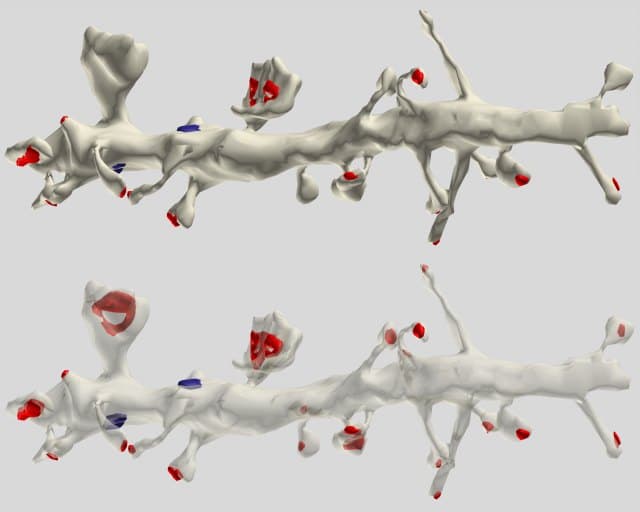 Electron microscopy reconstruction of a dendrite densely covered in synapses