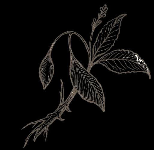 Planta de Iboga