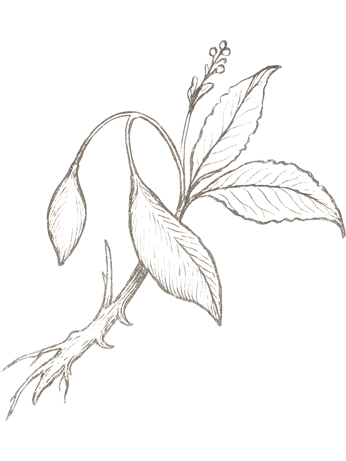Botanical sketch of an iboga branch, Tabernanthe iboga, with leaves and root