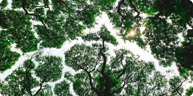 Understanding Ibogaine Therapy