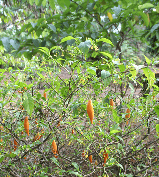 Ibogaine plant